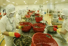 Переработка экспортной рыбной продукции в АО по переработке рыбной продукции Киенкыонг в провинции Киенжанг. Фото: Чан Туан