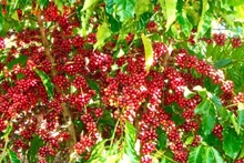 Кофе является одним из основных экспортных сельскохозяйственных продуктов Вьетнама. Фото: IDH