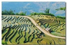 Долина террасных полей в Ити. Фото: dantri.com.vn
