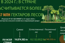 В 2024 году во Вьетнаме насчитывалось более 14,87 миллиона гектаров леса