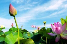 «Самым красивым в Тхапмыой являются цветы лотоса». Фото: thamhiemmekong.com