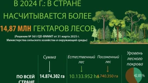 В 2024 году во Вьетнаме насчитывалось более 14,87 миллиона гектаров леса