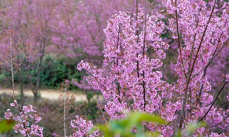 В последние годы с наступлением сезона цветения То-зай в Му-канг-чай ежегодно проводится фестиваль, привлекающий большое количество. туристов. (Фото: ВИА)