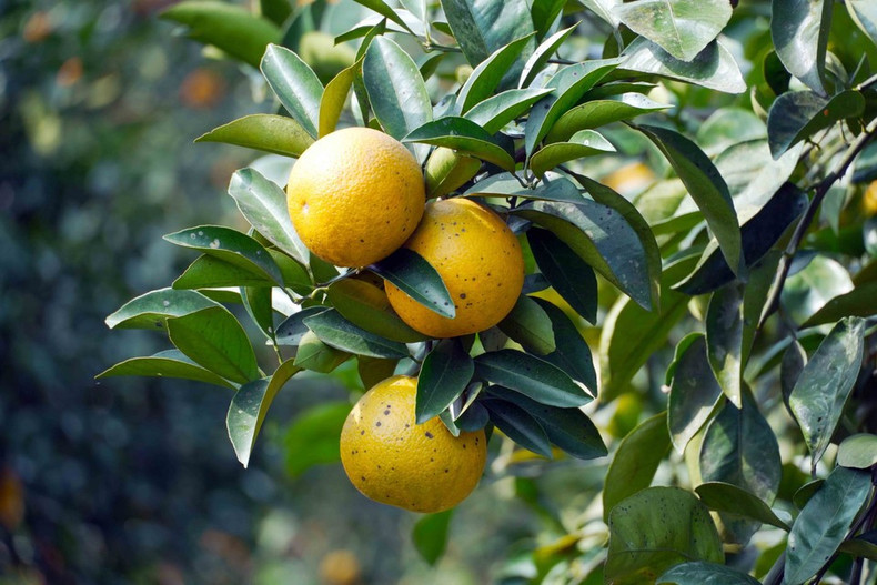 Апельсины Тхыонглок отличаются насыщенной сладостью, хрустящей текстурой и характерным ароматом. (Фото: ВИА)