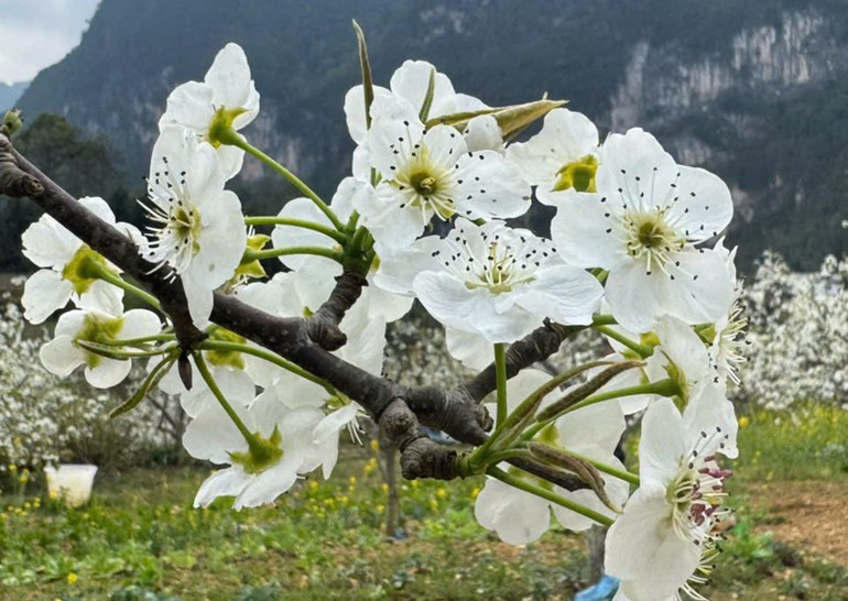 Ежегодно местные власти организуют Фестиваль цветения груши с целью продвижения и развития туризма на территории общины.