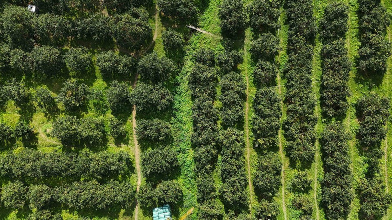 В настоящее время в общине Канлок насчитывается 350 гектаров плантаций хрустящих апельсинов. (Фото: ВИА)