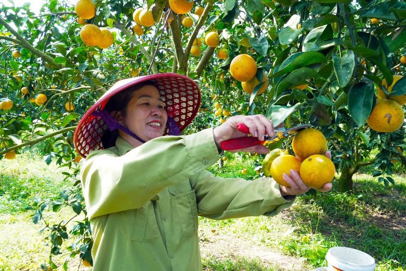Жители общины Канлок (провинция Хатинь) собирают апельсины. (Фото: ВИА)