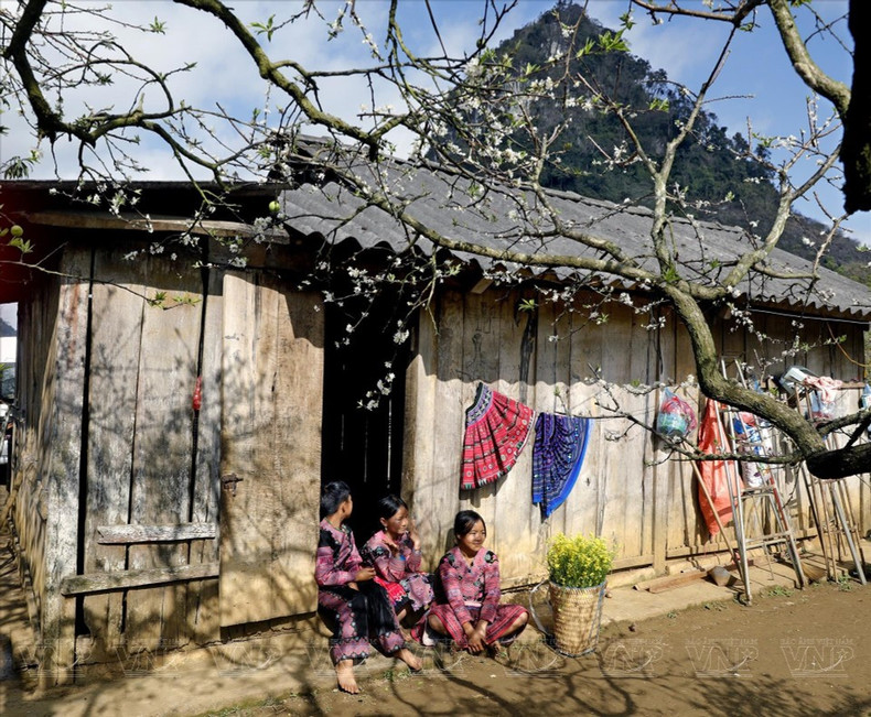 У народа Монг в Мокчау существует обычай высаживать сливовые деревья вокруг своих домов. (Фото: Иллюстрированный журнал Вьетнама)