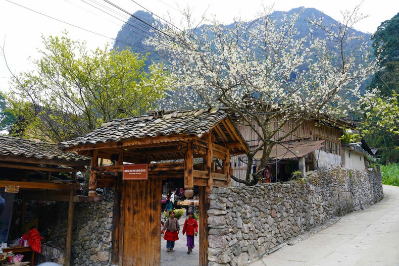 Цветущие персиковые деревья в деревне Ло-ло-чай. (Фото: ВИА)