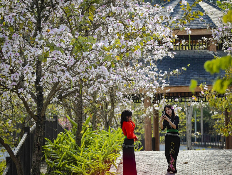 Молодёжь активно делает памятные снимки и «чек-ин» в сезон цветения бан. (Фото: ВИА)