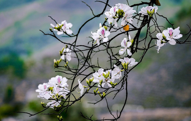 Нежная, утончённая красота цветов бан (баугиния). (Фото: ВИА)