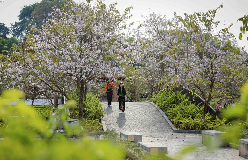 Бановые деревья распускаются и в парке имени Во-тхи-шау квартала Дьенбьенфу. (Фото: ВИА)