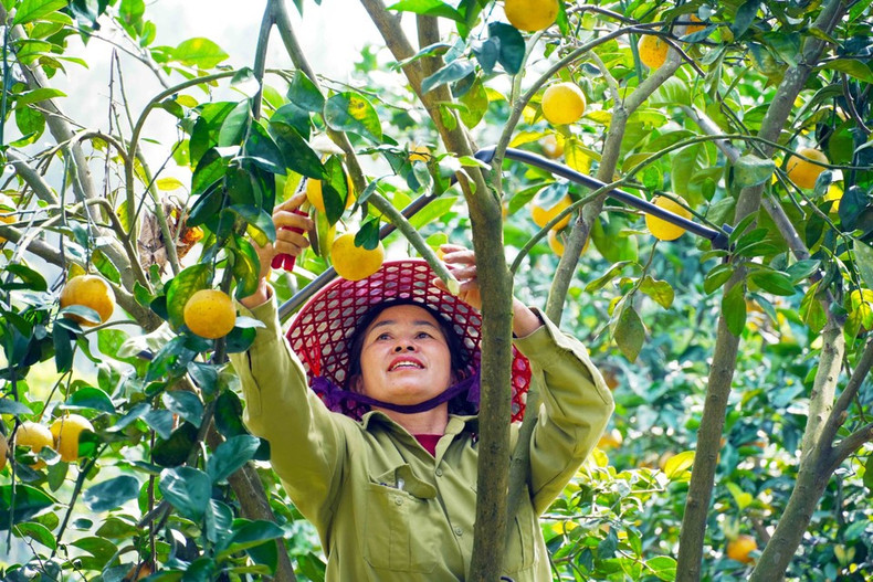 Жители собирают урожай апельсинов Тхыонглок. (Фото: ВИА)