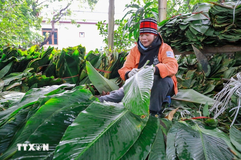 Пучки ярко-зелёных листьев зонг тщательно отбирают, моют и аккуратно раскладывают, подготавливая к этапу заворачивания бань чынг. (Фото: ВИА)