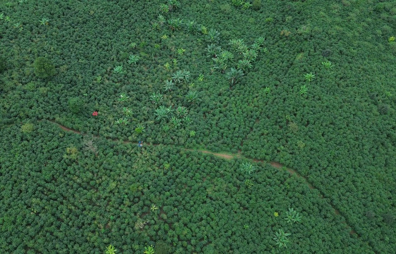 Площадь кофейных плантаций в коммуне Чьенгмай, провинция Шонла. (Фото: ВИА)