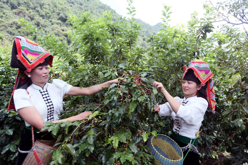 Фермеры коммуны Чьенгмай, провинция Шонла, собирают кофейные плоды. (Фото: ВИА)