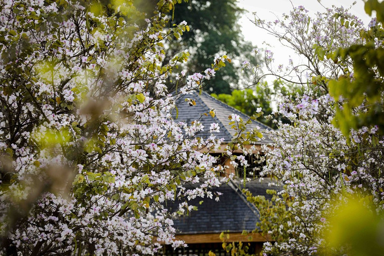 Ветви, густо усыпанные яркими цветами бан. (Фото: ВИА)