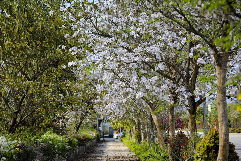Кроны бановых деревьев, покрытые цветами вдоль городских улиц, словно смягчают привычный ритм повседневной жизни Дьенбьена. (Фото: ВИА)