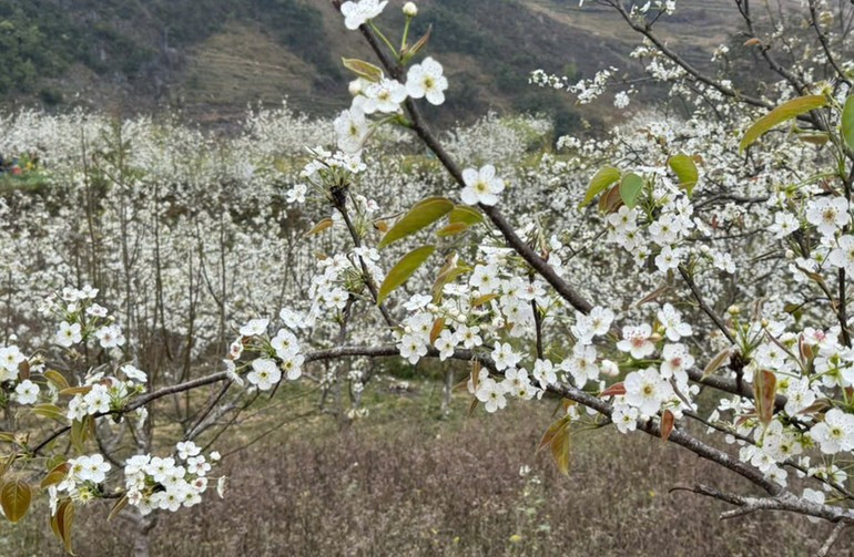Груша широко выращивается жителями общины Фобанг, поскольку это плодовое дерево умеренного пояса хорошо подходит к почвенным и климатическим условиям высокогорья.