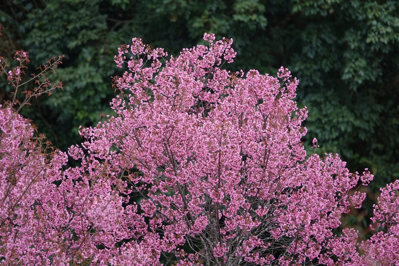 Сверкающие соцветия, раскрывающиеся во всей красе, создают на земле Му-канг-чай поистине живописную природную картину. (Фото: ВИА)