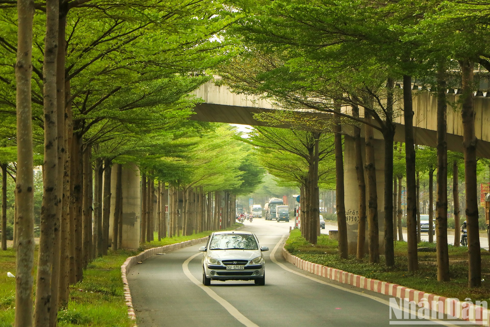 Деревья буциды посажены по обеим сторонам дороги. Это зрелище в прошлом вызывало «лихорадку» у жителей Ханоя благодаря поэтической красоте деревьев. Деревья буциды посажены по обеим сторонам дороги. Это зрелище в прошлом вызывало «лихорадку» у жителей Ханоя благодаря поэтической красоте деревьев.