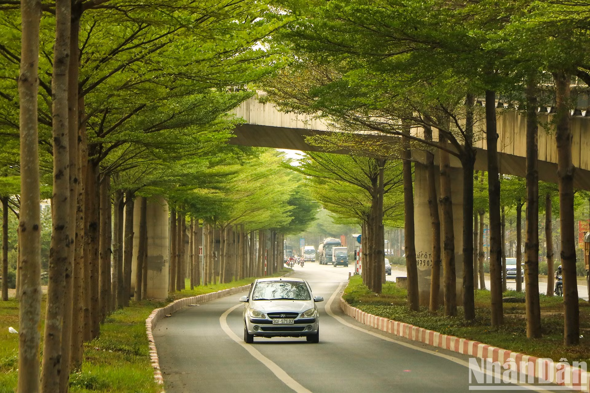Деревья буциды посажены по обеим сторонам дороги. Это зрелище в прошлом вызывало «лихорадку» у жителей Ханоя благодаря поэтической красоте деревьев. Деревья буциды посажены по обеим сторонам дороги. Это зрелище в прошлом вызывало «лихорадку» у жителей Ханоя благодаря поэтической красоте деревьев.
