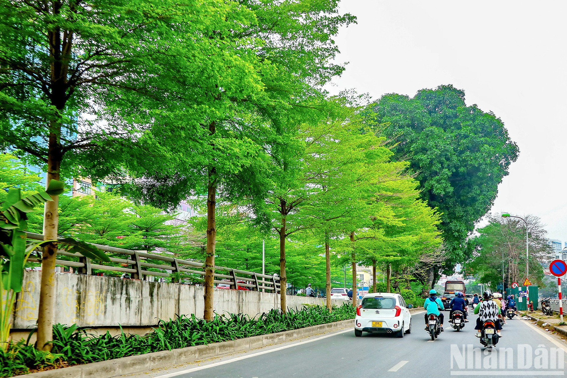 Ряды деревьев буциды создают красивый и умиротворяющий пейзаж. Ряды деревьев буциды создают красивый и умиротворяющий пейзаж.