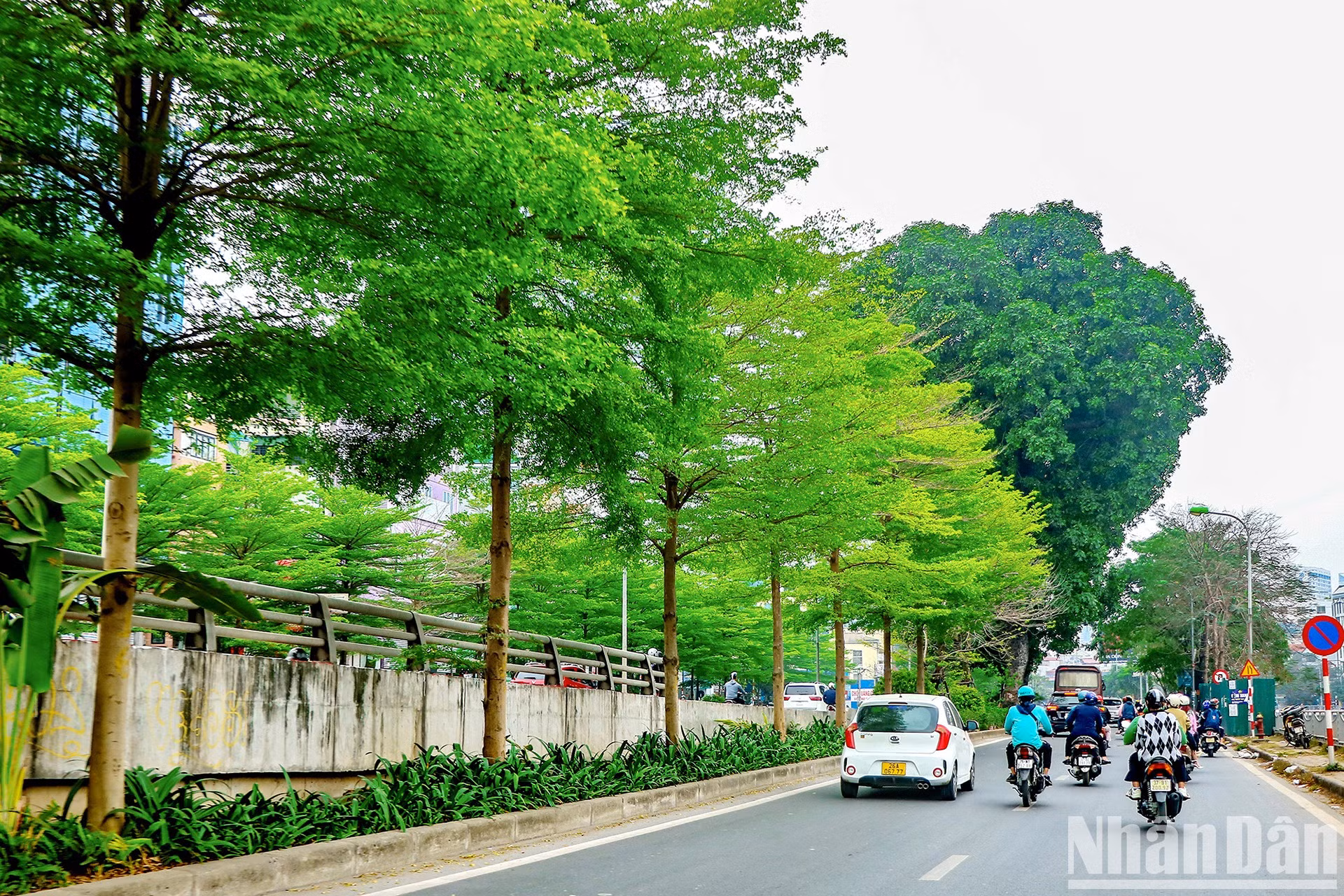 Ряды деревьев буциды создают красивый и умиротворяющий пейзаж. Ряды деревьев буциды создают красивый и умиротворяющий пейзаж.