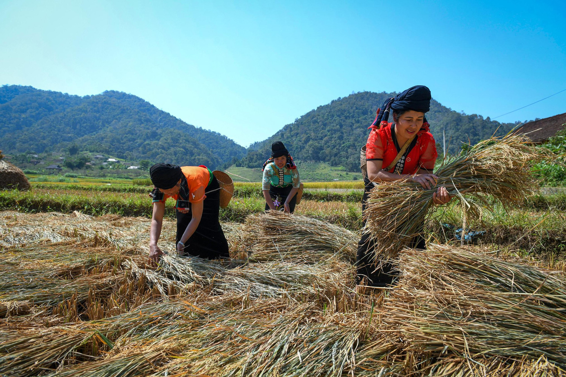 Сельскохозяйственная работа народности Синьмун. Фото: Тхань Дат Сельскохозяйственная работа народности Синьмун. Фото: Тхань Дат