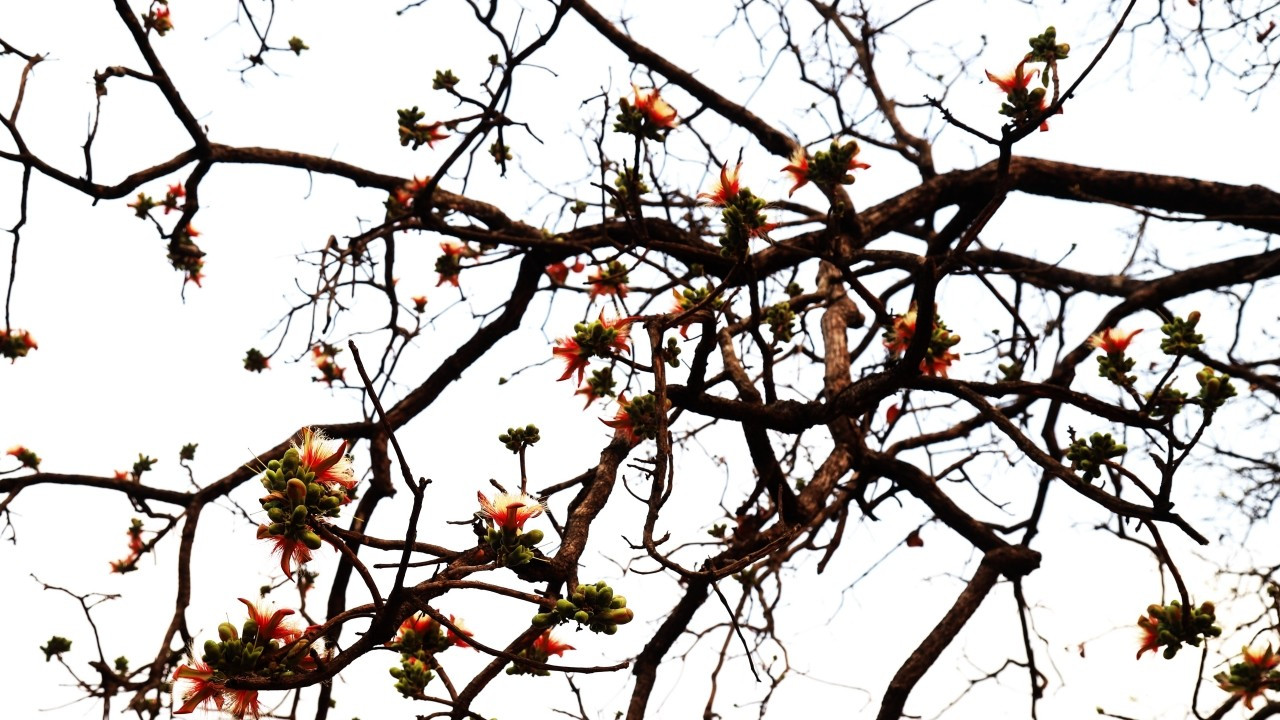 И еще один вид дерева в диптерокарповом лесе тоже цветет в сезон смены листьев.