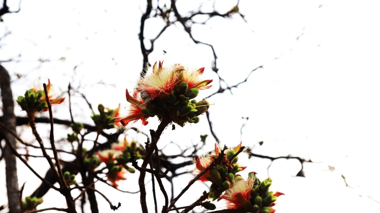 Когда деревья диптерокарпового леса цветут в сезон смены листьев, многие виды пчел прилетают сюда.