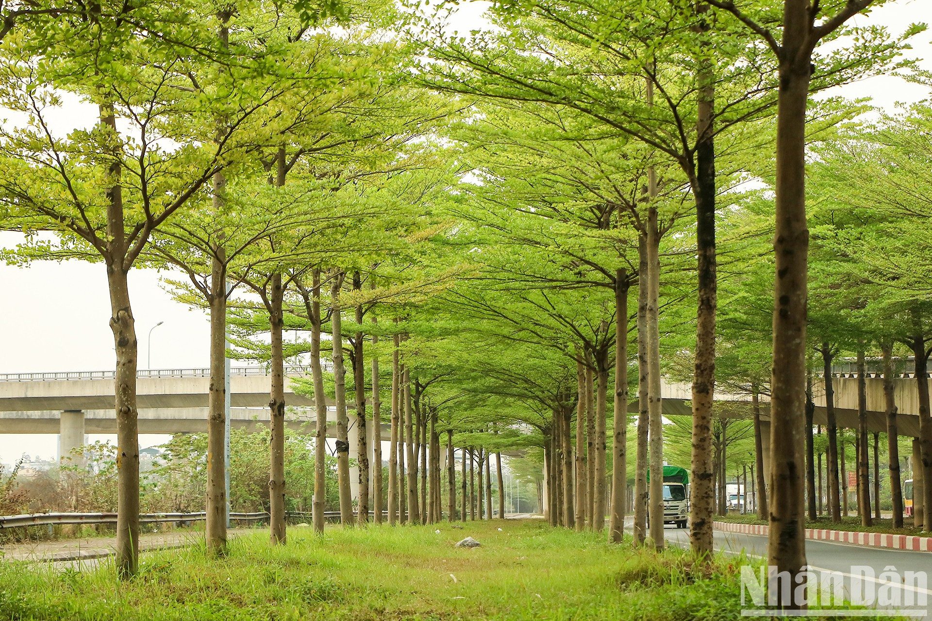 Ряды деревьев выпускают молодые листья, создавая зеленое пространство на улицах Ханоя. Ряды деревьев выпускают молодые листья, создавая зеленое пространство на улицах Ханоя.