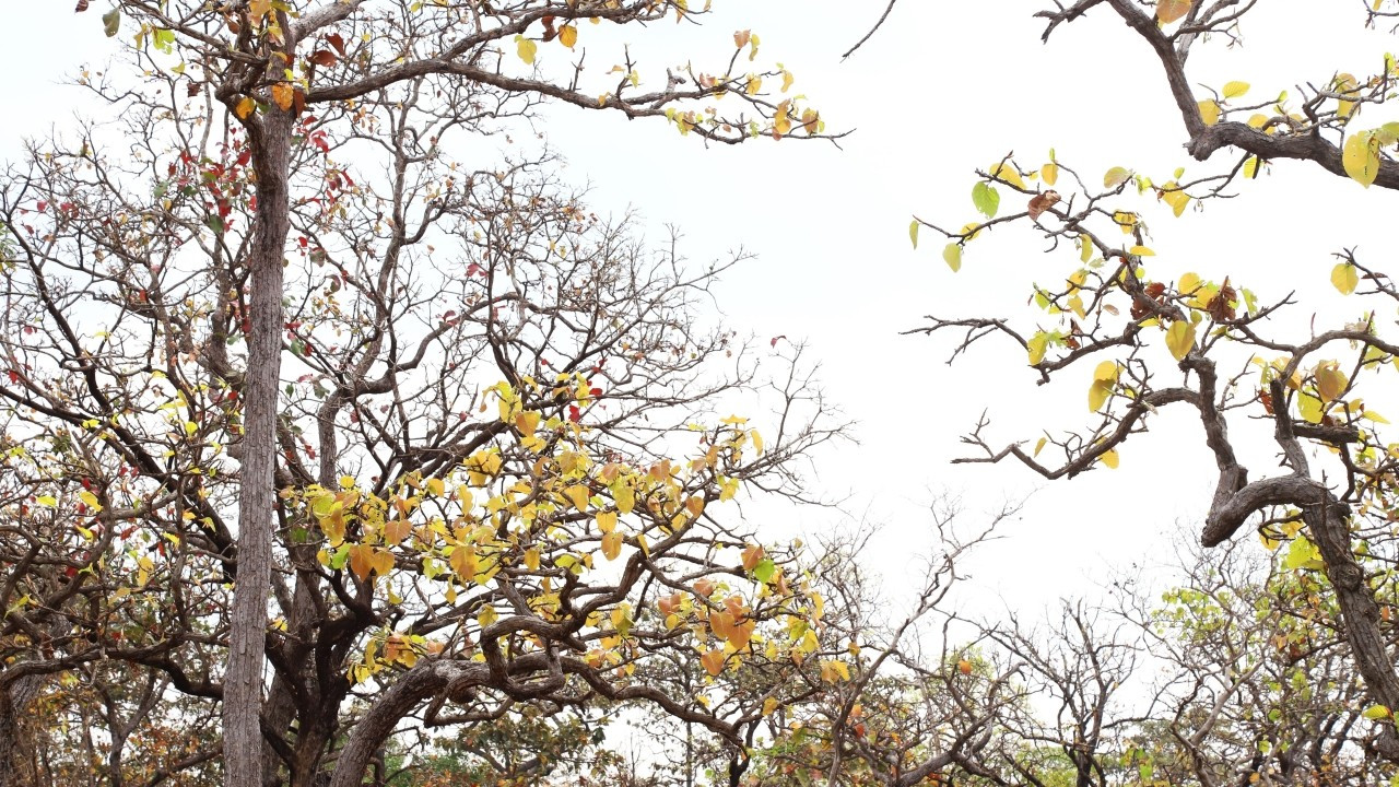 Потеряв все листья, сейчас, хотя это всего лишь середина засушливого сезона в Тэйнгуене, деревья в диптерокарповом лесу распускают почки и гордо возвышаются на засушливой земле.