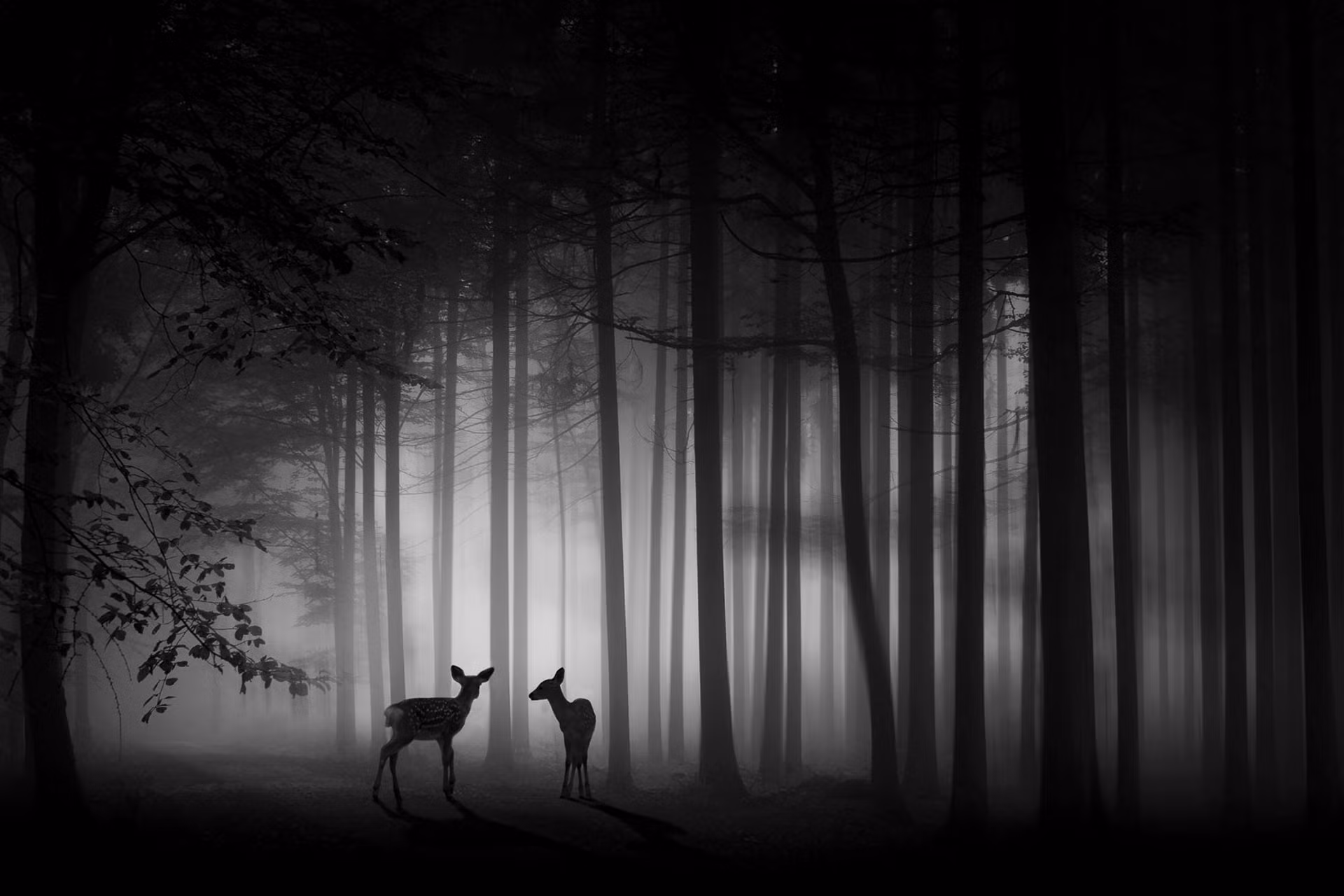 «Туманный рассвет» Ма Япина (Китай) выиграл золотую медаль ISF в категории свободной монохромной фотографии. «Туманный рассвет» Ма Япина (Китай) выиграл золотую медаль ISF в категории свободной монохромной фотографии.