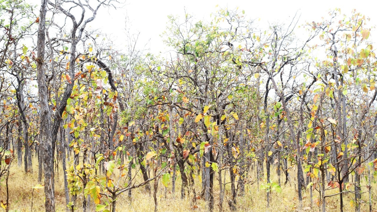 Сезон смены листьев диптерокарпового леса также является самым красивым сезоном года в этом районе.