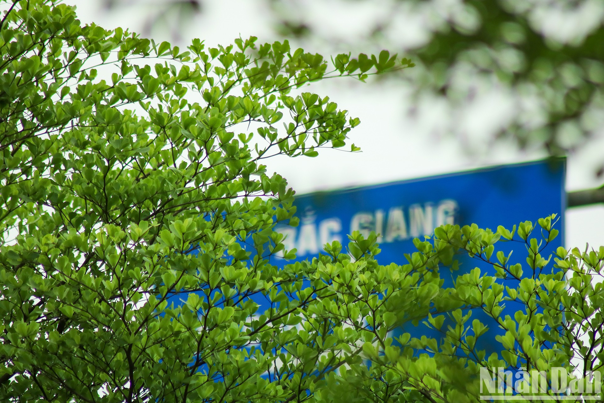 Молодые зеленые листья в весеннем пространстве. Молодые зеленые листья в весеннем пространстве.