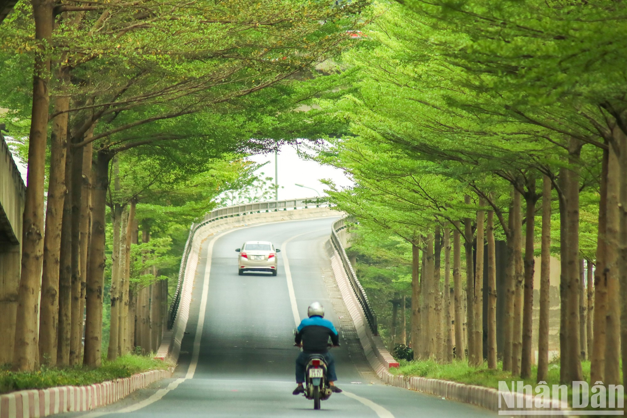 Буцида подходит для тропического климата, поэтому подходит для погодных условий в Ханое. Буцида подходит для тропического климата, поэтому подходит для погодных условий в Ханое.
