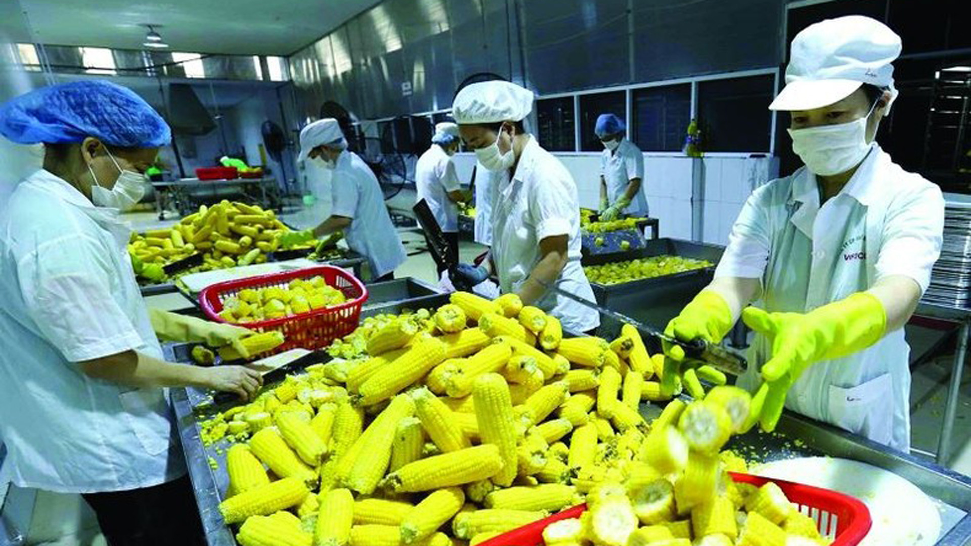 Экспортеры фруктов и овощей должны обращать внимание на рыночные стандарты. Экспортеры фруктов и овощей должны обращать внимание на рыночные стандарты.