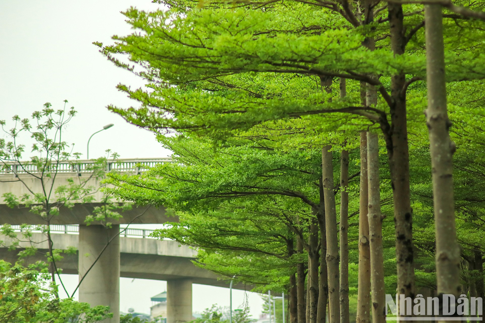 Деревья не только делают пространство более прохладным, но и фильтруют вредные газы и возвращают свежий воздух. Деревья не только делают пространство более прохладным, но и фильтруют вредные газы и возвращают свежий воздух.