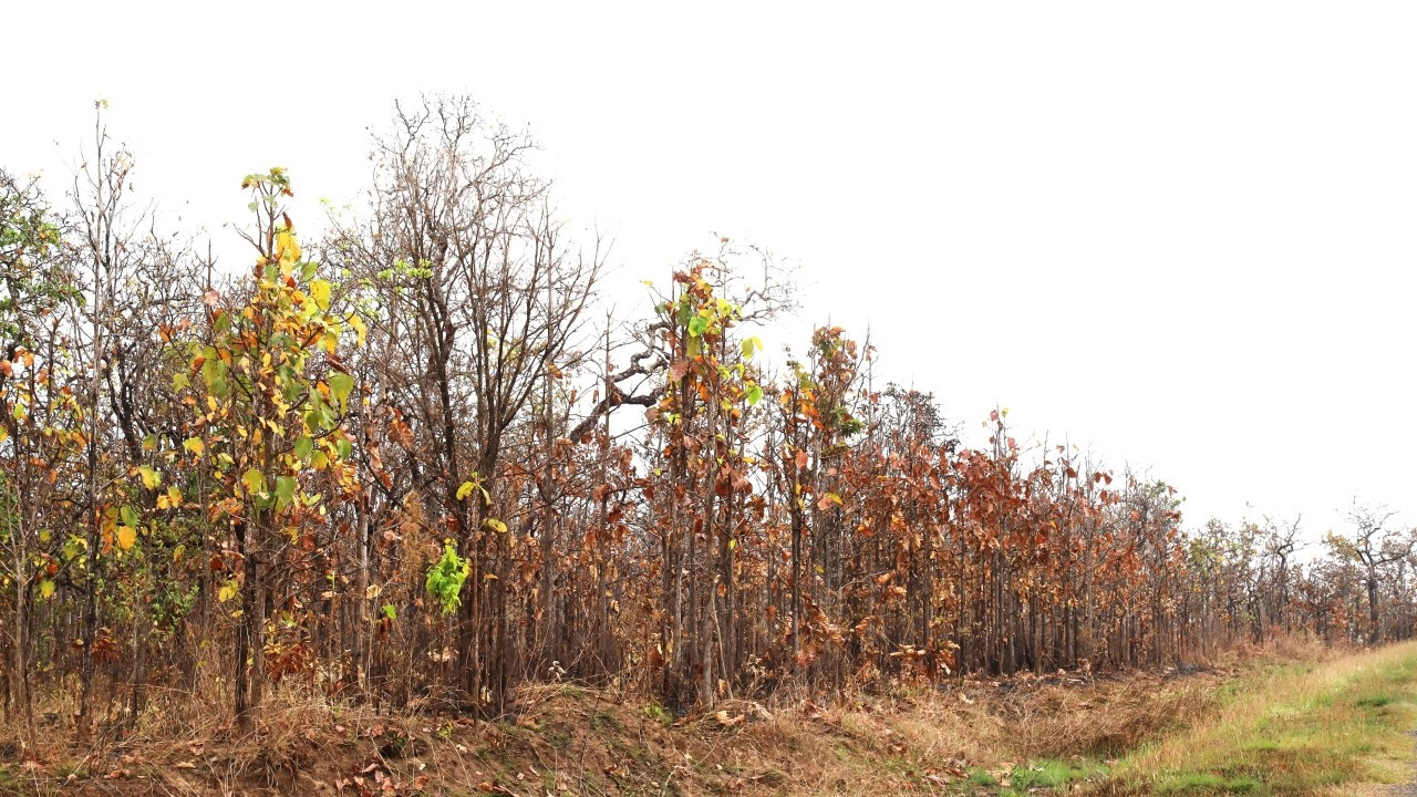 Каждый раз, когда меняются листья, весь диптерокарповый лес желтеет, а затем листья на деревьях засыхают и опадают.