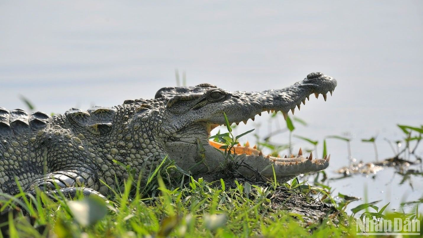Крокодилы плавают и ныряют в своем «царстве».