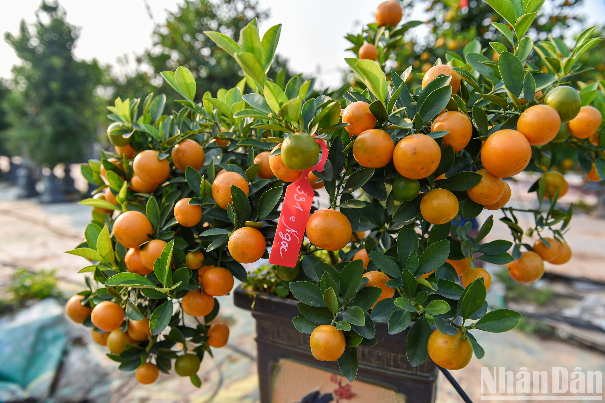 Некоторые красивые деревья кумквата были распроданы заранее. Покупатели просто ожидают Тэта, чтобы их перевозили на дом. Некоторые красивые деревья кумквата были распроданы заранее. Покупатели просто ожидают Тэта, чтобы их перевозили на дом.