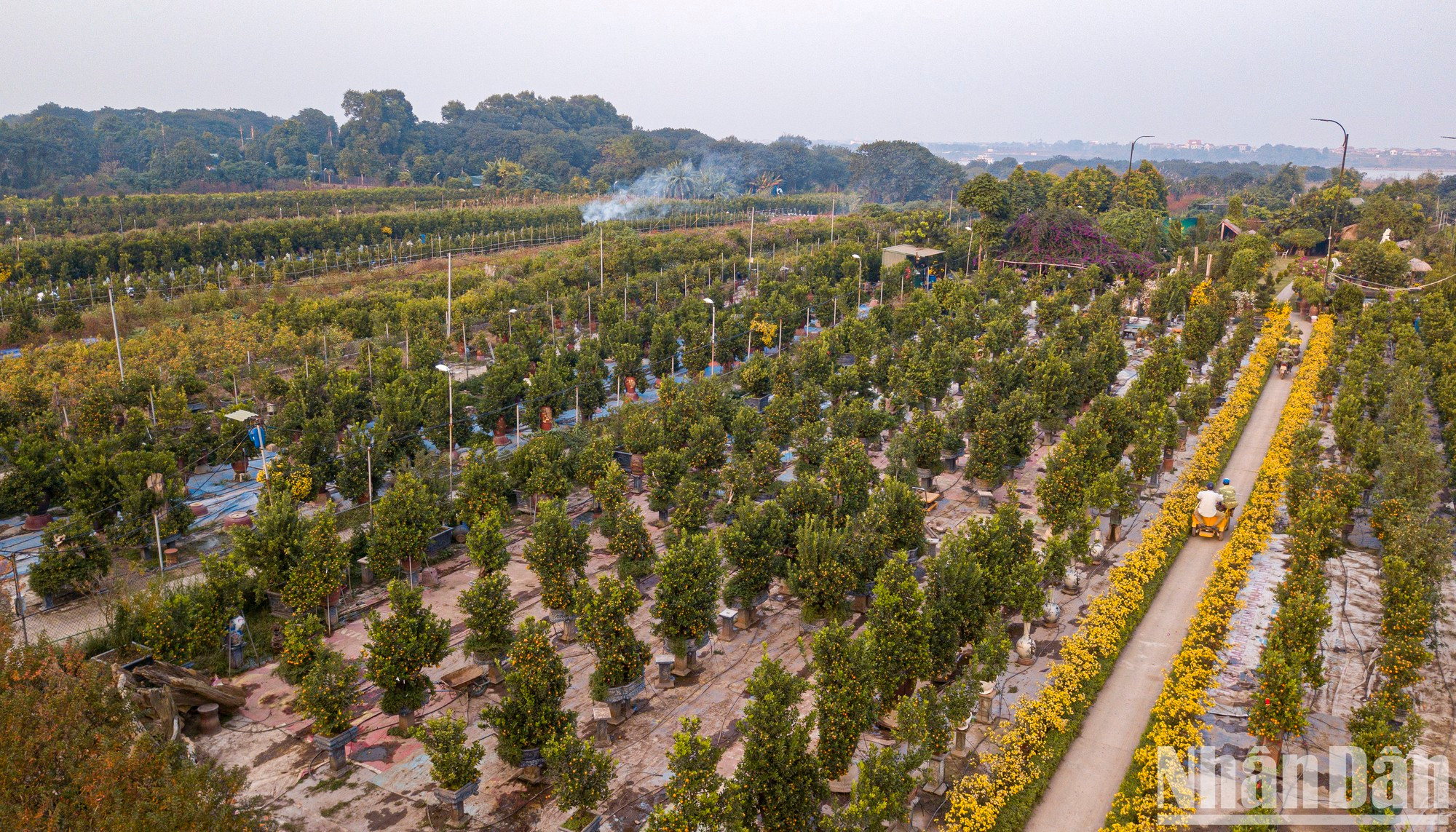 Сцена садов кумкватов Тылиен в дни наступающего Лунного Нового года. Сцена садов кумкватов Тылиен в дни наступающего Лунного Нового года.