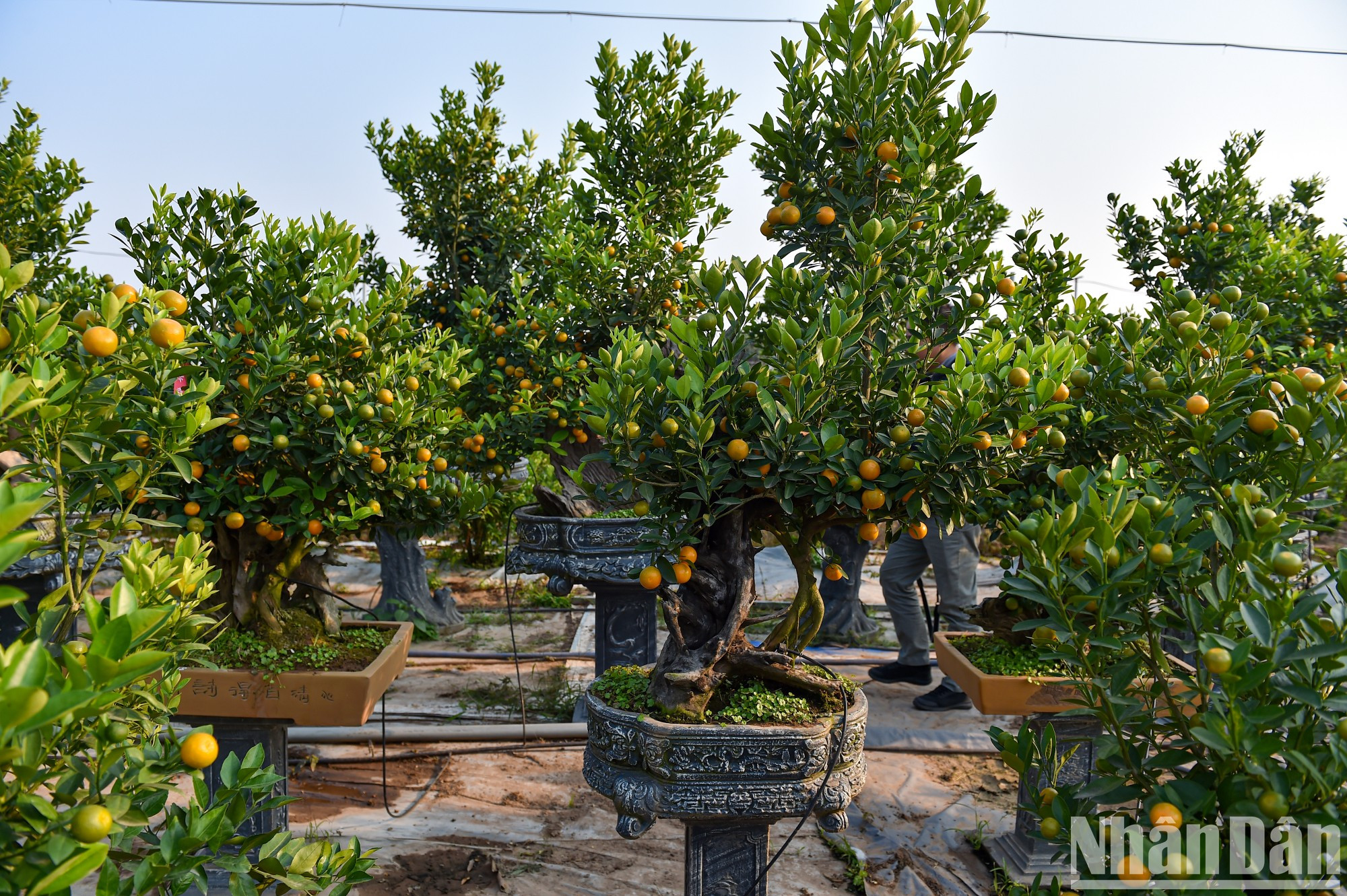 Г-н Чан Нгок Хиеп, владелец сада декоративных кумкватов в Тылиене, сказал, что в этом году благодаря хорошей погоде кумкваты становятся более крупными и плодовитыми, чем в прошлом году. Г-н Чан Нгок Хиеп, владелец сада декоративных кумкватов в Тылиене, сказал, что в этом году благодаря хорошей погоде кумкваты становятся более крупными и плодовитыми, чем в прошлом году.