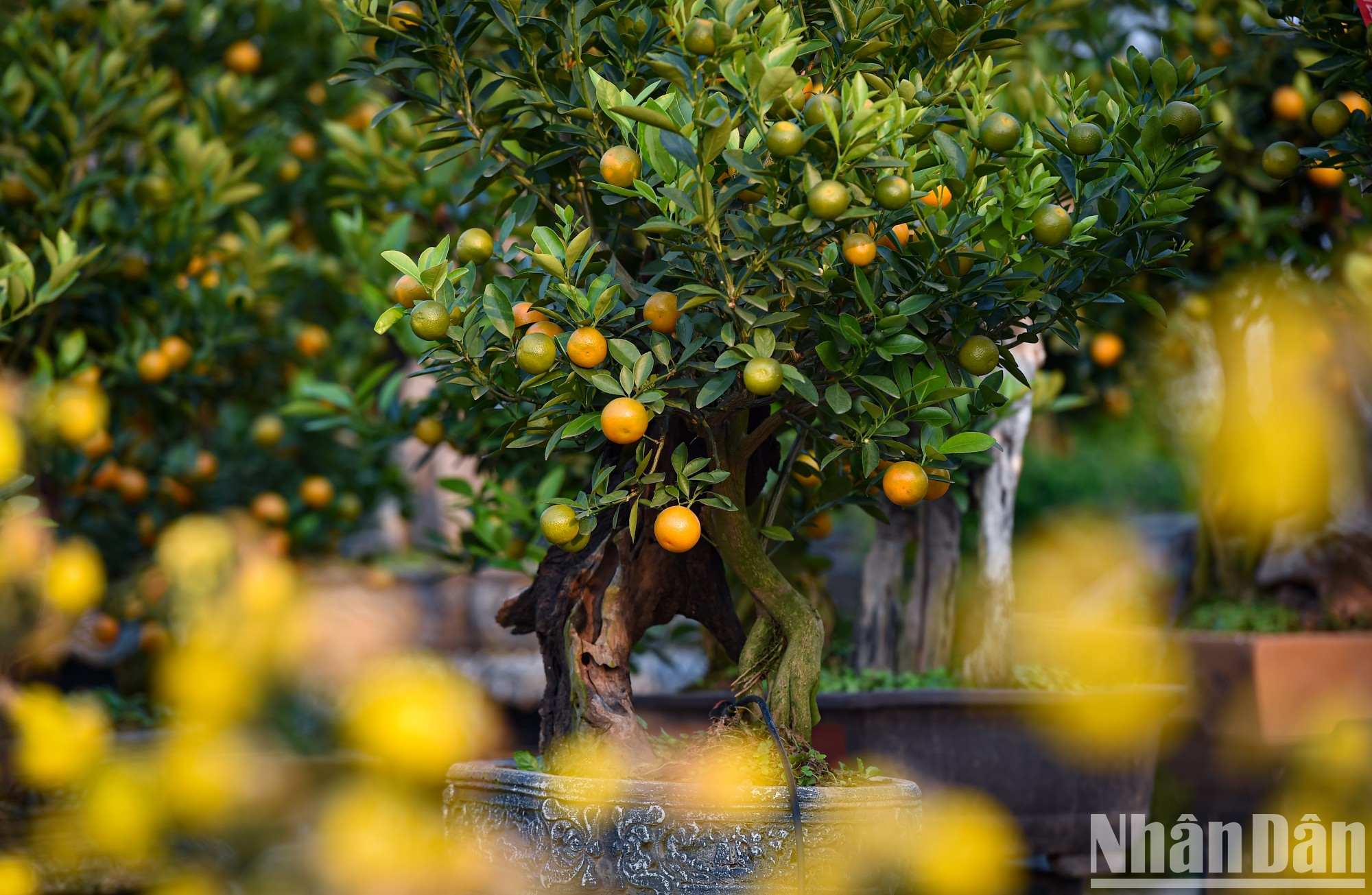 В этом году многие любители бонсай ищут «кумкваты с открытыми корнями». Это деревья кумквата, поднятые садоводом с земли, чтобы были видны их корни. В этом году многие любители бонсай ищут «кумкваты с открытыми корнями». Это деревья кумквата, поднятые садоводом с земли, чтобы были видны их корни.