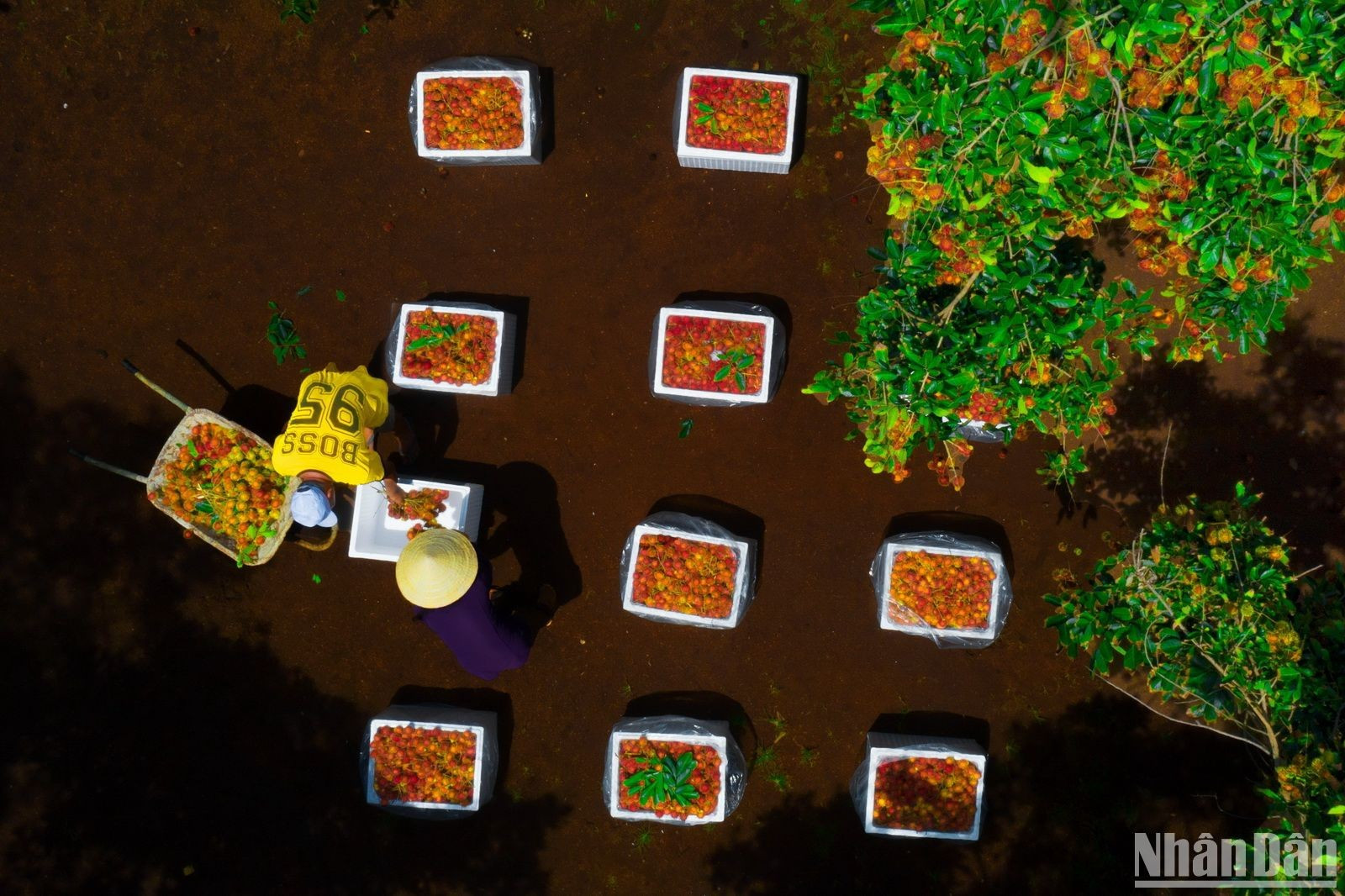 Ящики с фруктами после сбора упаковываются для внутреннего потребления и экспорта.