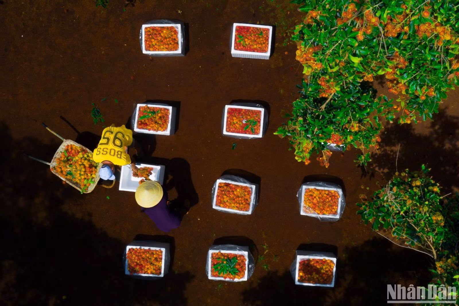 Ящики с фруктами после сбора упаковываются для внутреннего потребления и экспорта.