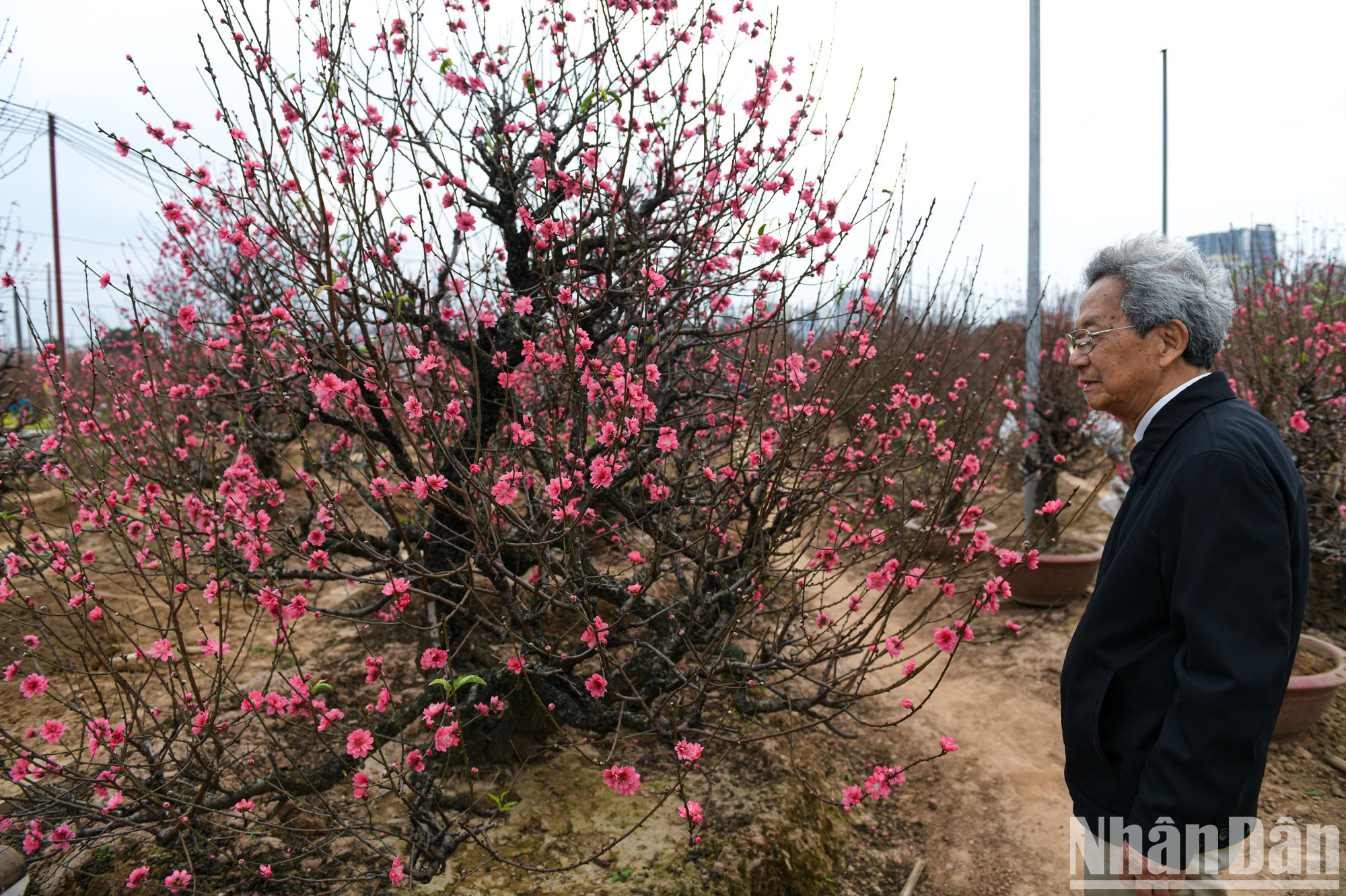 Цветущие персиковые сады привлекают множество туристов, которые посещают их и выбирают персики на Тэт. Цветущие персиковые сады привлекают множество туристов, которые посещают их и выбирают персики на Тэт.