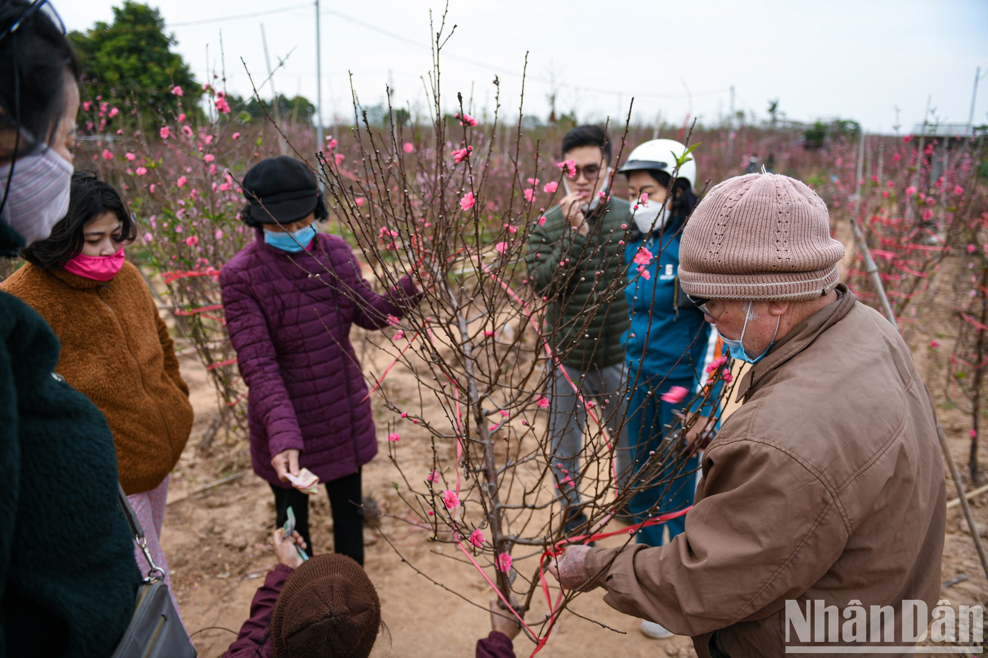 В Ханое одним из самых оживленных мест в преддверии Тэта является персиковая деревня Няттан в районе Тэйхо. В Ханое одним из самых оживленных мест в преддверии Тэта является персиковая деревня Няттан в районе Тэйхо.