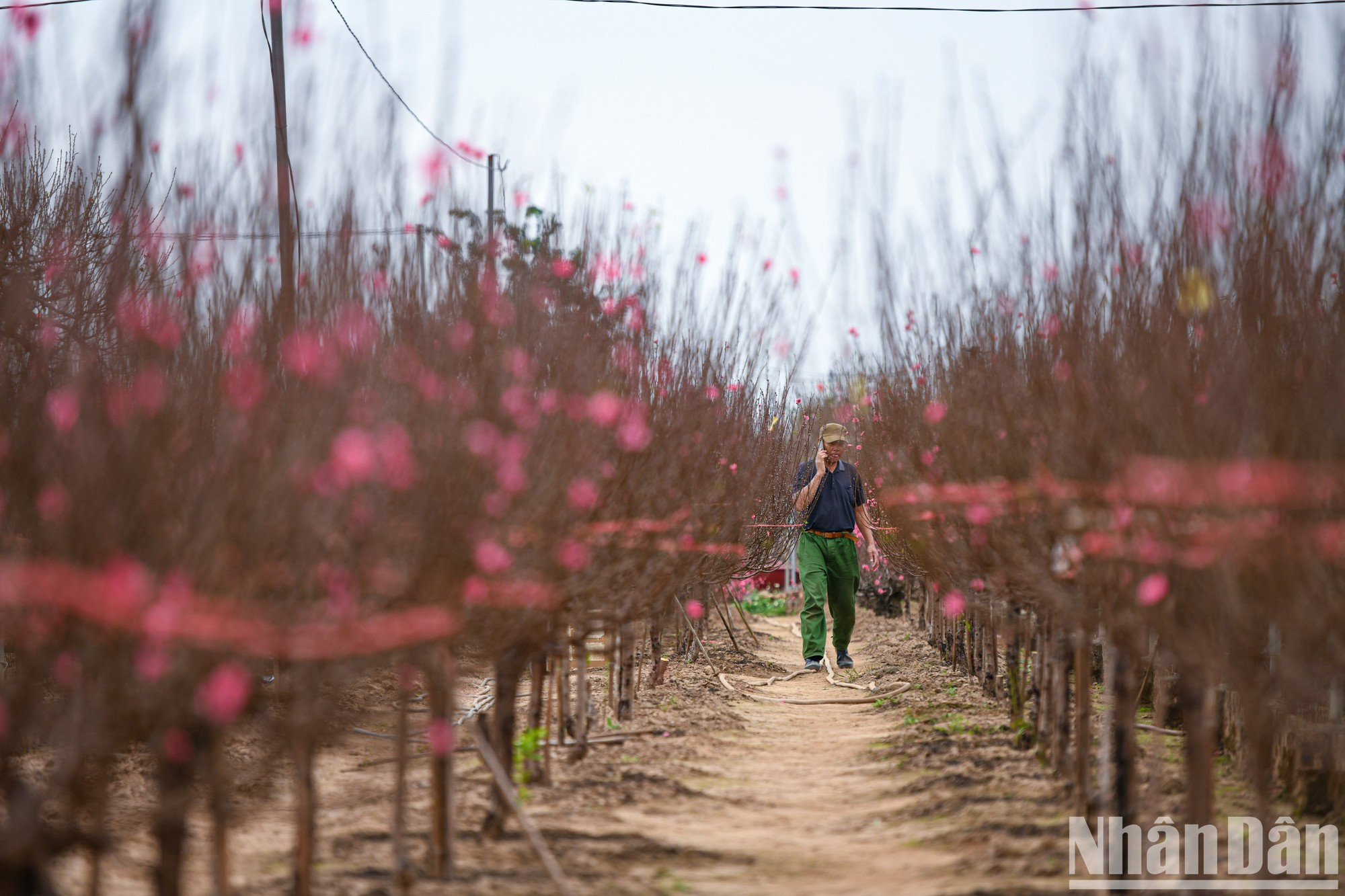 Персиковый сад Няттан известен как самое известное и многолетнее место выращивания персика на севере страны. Персиковый сад Няттан известен как самое известное и многолетнее место выращивания персика на севере страны.